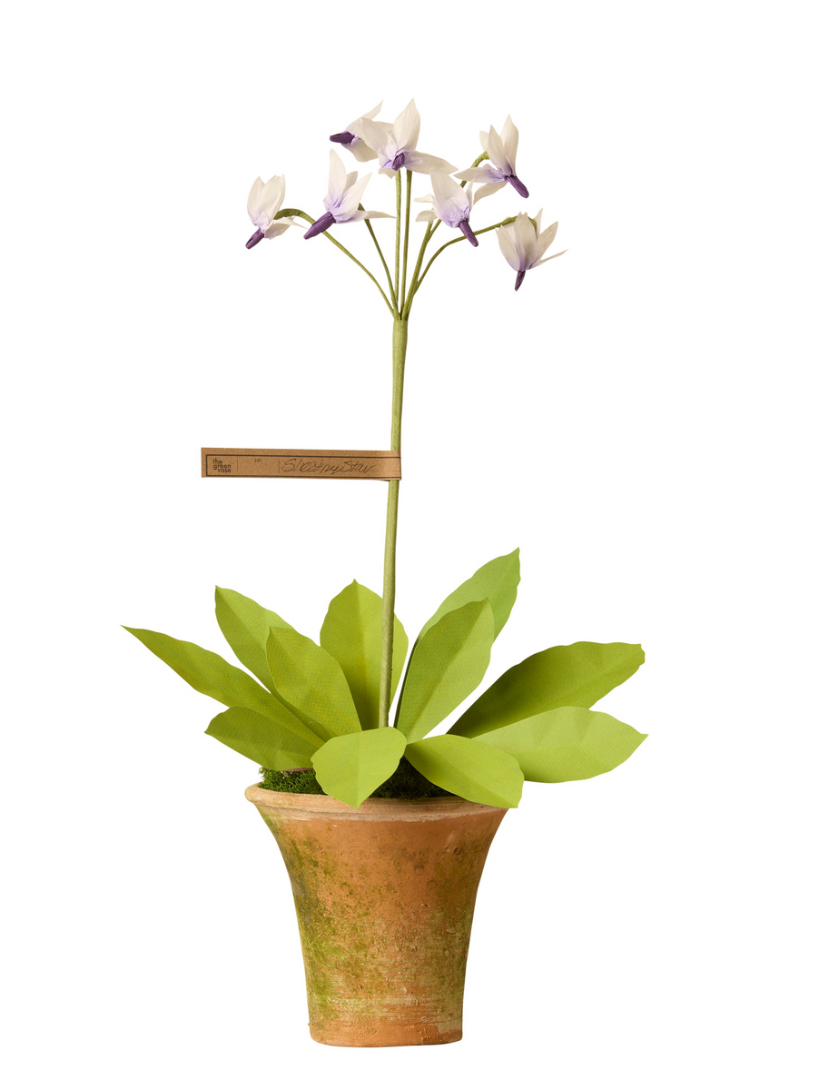 star plant pot Shooting Star Plant – The Green Vase