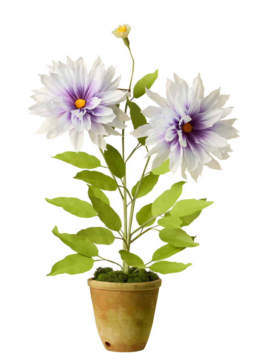 potted dahlia plant Dahlia plant – The Green Vase