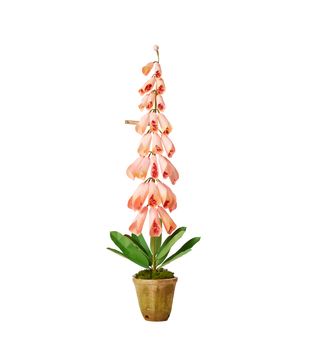 foxglove plant in pot Foxglove Plant – The Green Vase