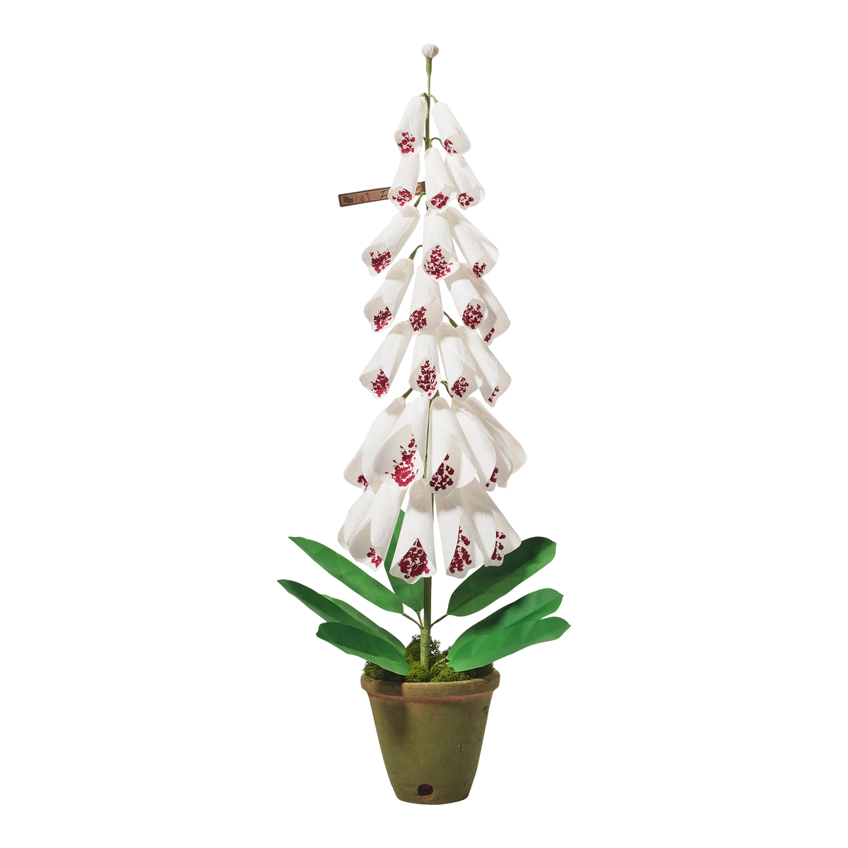 Foxglove Plant – The Green Vase