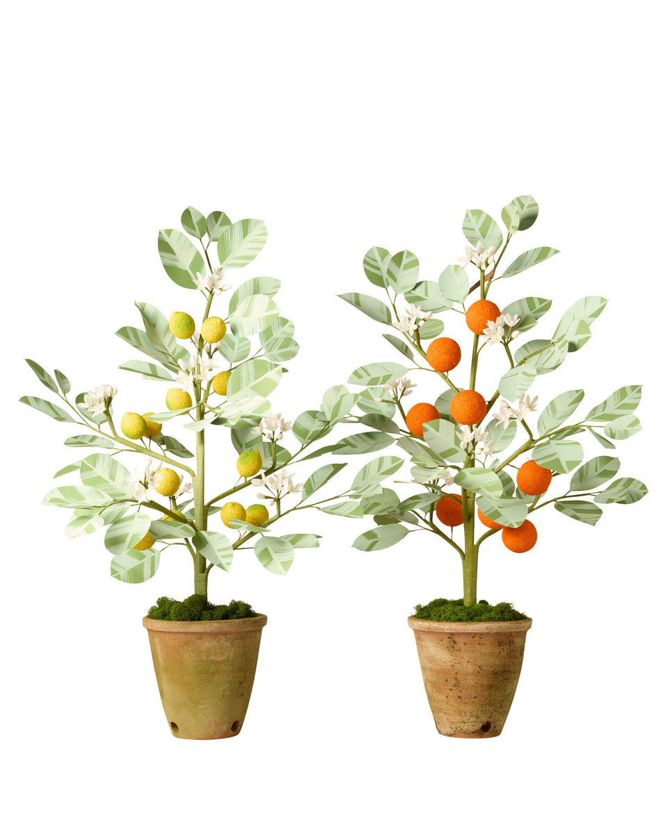 potted citrus plants Citrus Tree – The Green Vase
