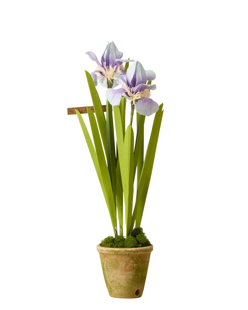 iris potted plant Japanese Iris Plant – The Green Vase