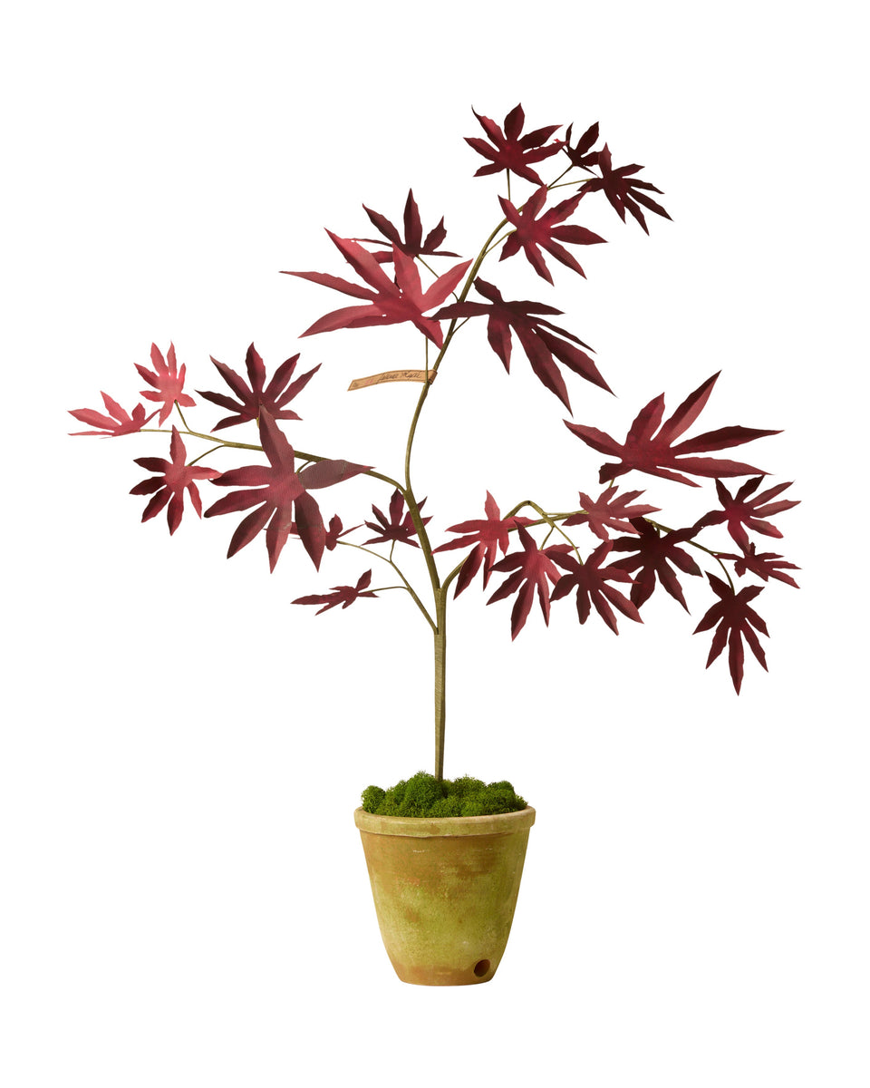 Japanese Maple Tree – The Green Vase