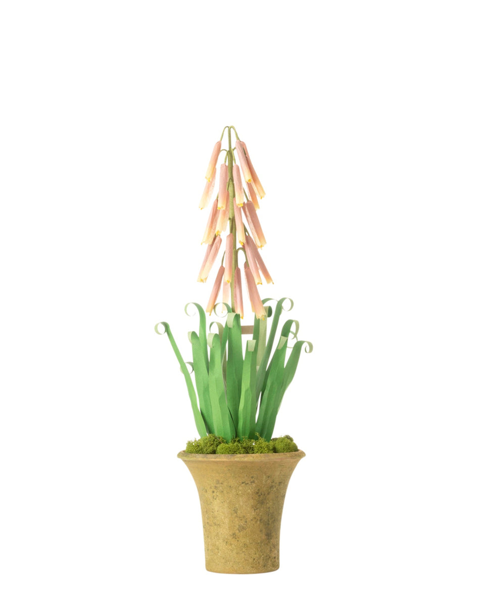 hot to pot plants Red Hot Poker Plant – The Green Vase