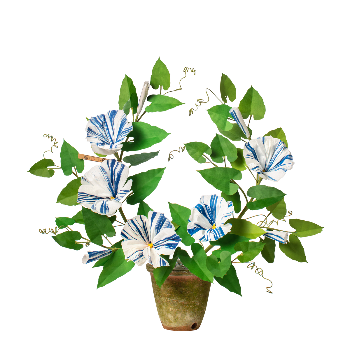 Morning Glory Plant – The Green Vase