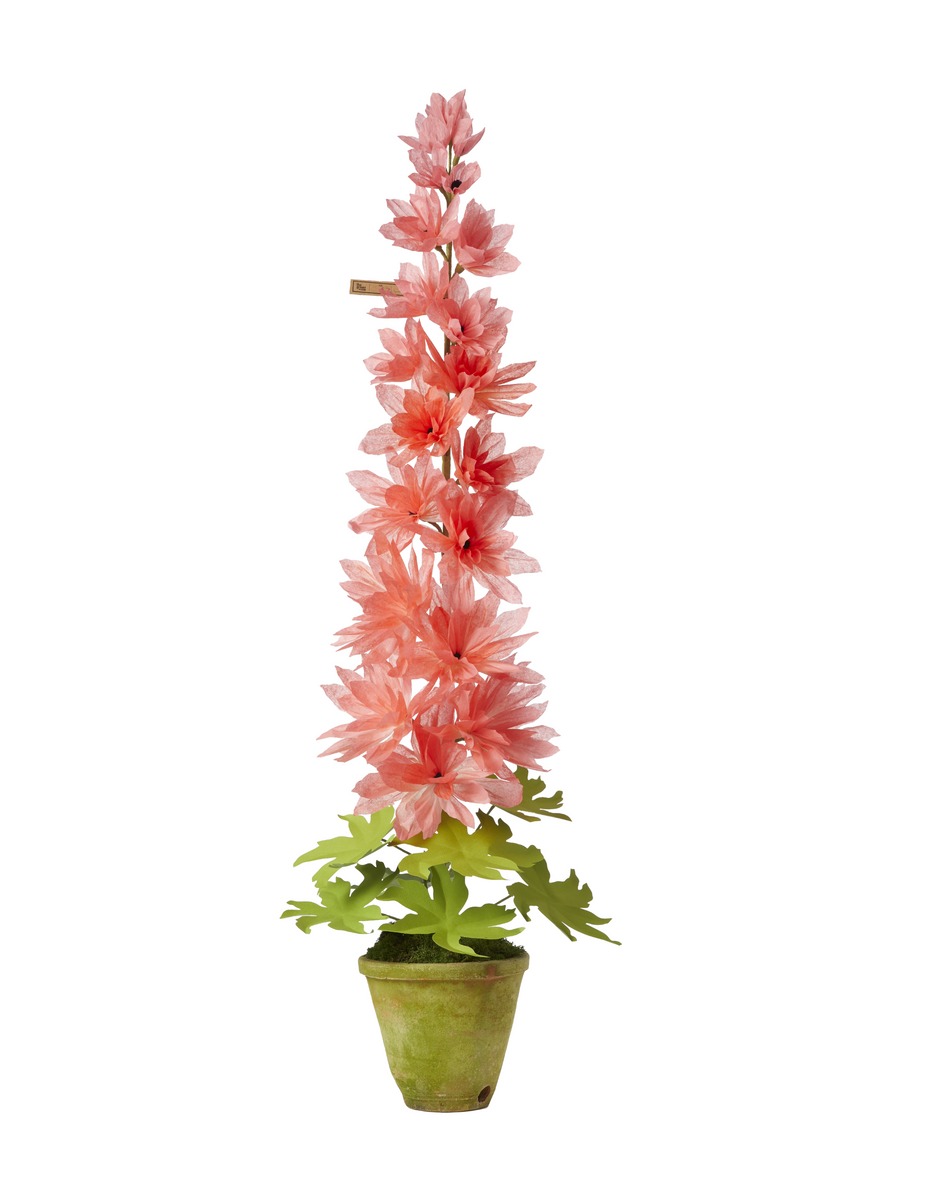potted delphinium plants for sale Delphinium Plant – The Green Vase