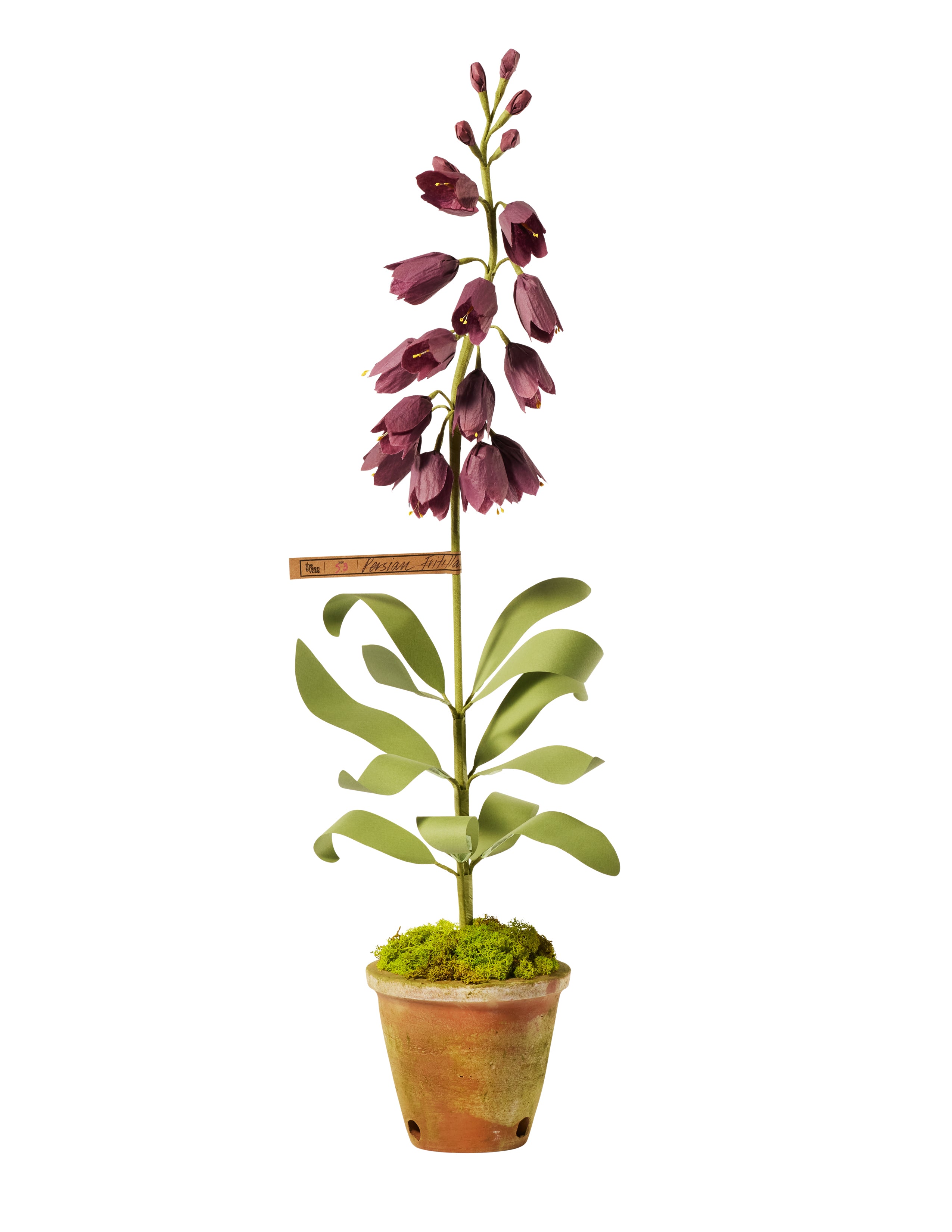 Persian Fritillaria Plant