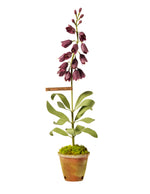 Load image into Gallery viewer, Persian Fritilaria Plant
