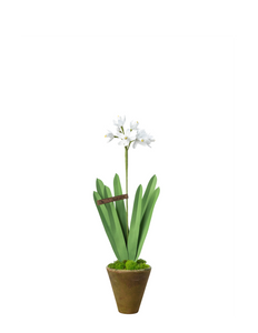 Mini Paperwhite Plant