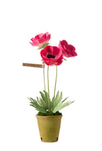 Load image into Gallery viewer, Anemone Plant
