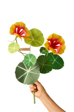 Load image into Gallery viewer, Nasturtium Stem
