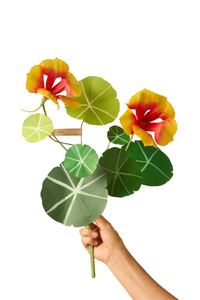 Nasturtium Stem
