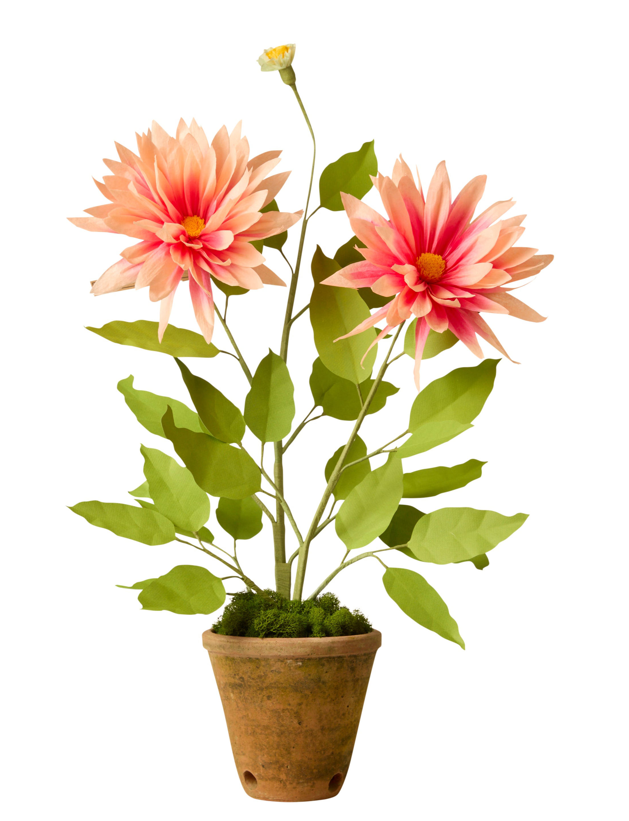 Dahlia plant