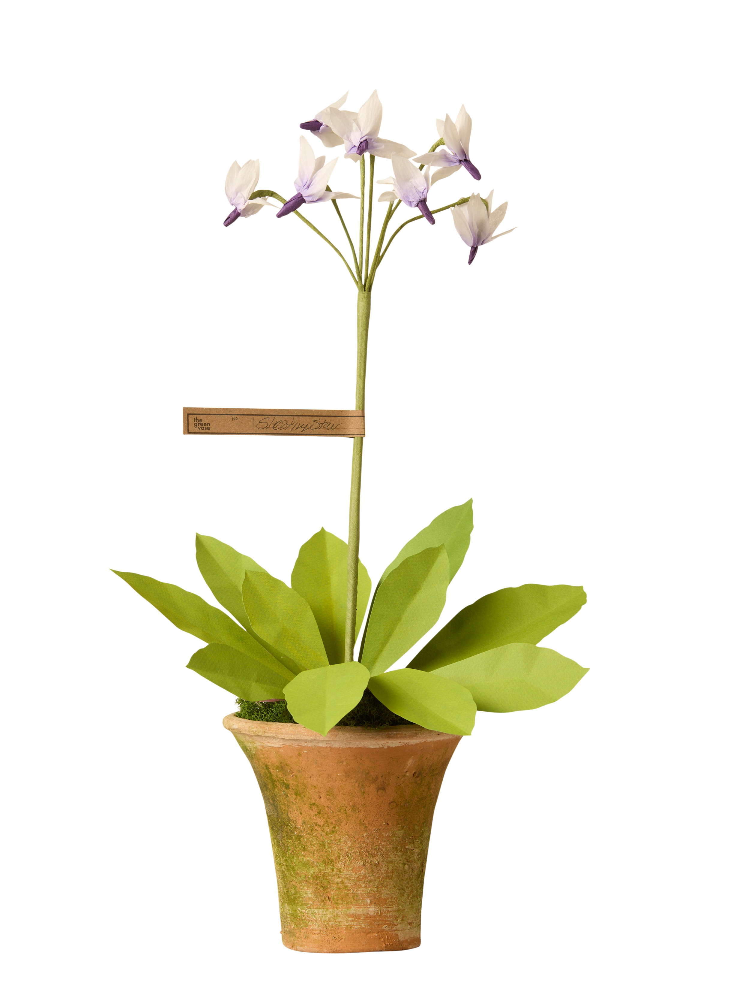 Shooting Star Plant