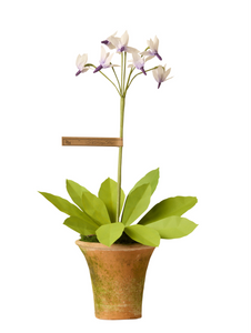 finished pot plant Shooting Star Plant – The Green Vase