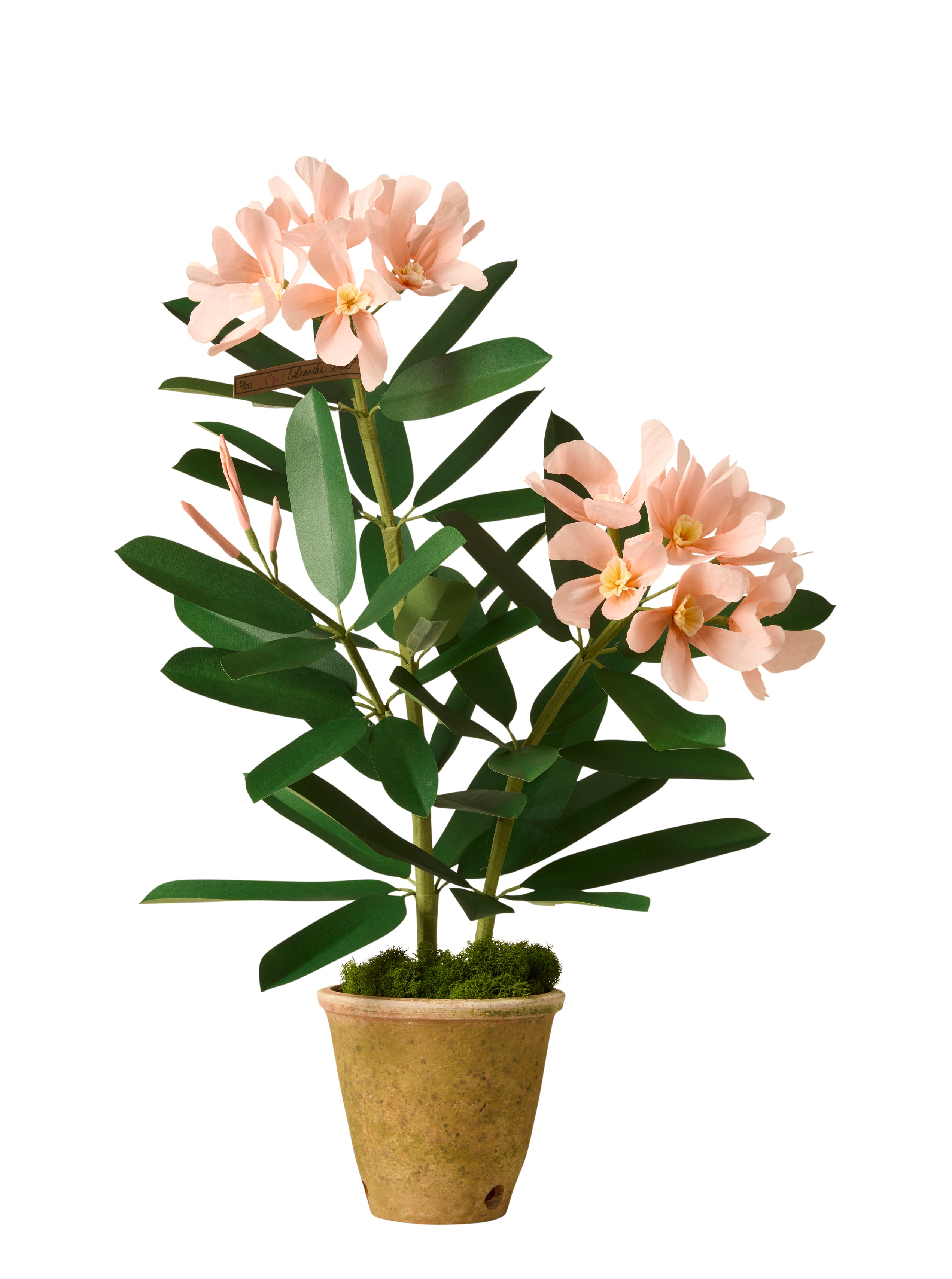 Oleander Plant