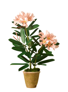 Oleander Plant