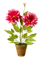 Load image into Gallery viewer, Dahlia plant
