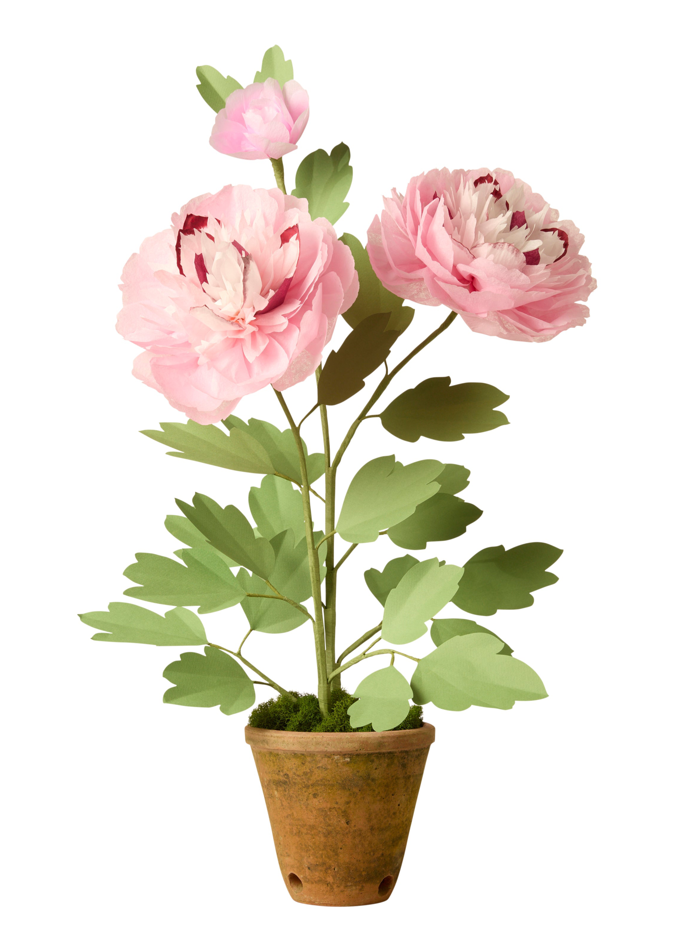 Charm Peony Plant