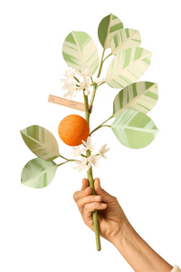 Orange Branch