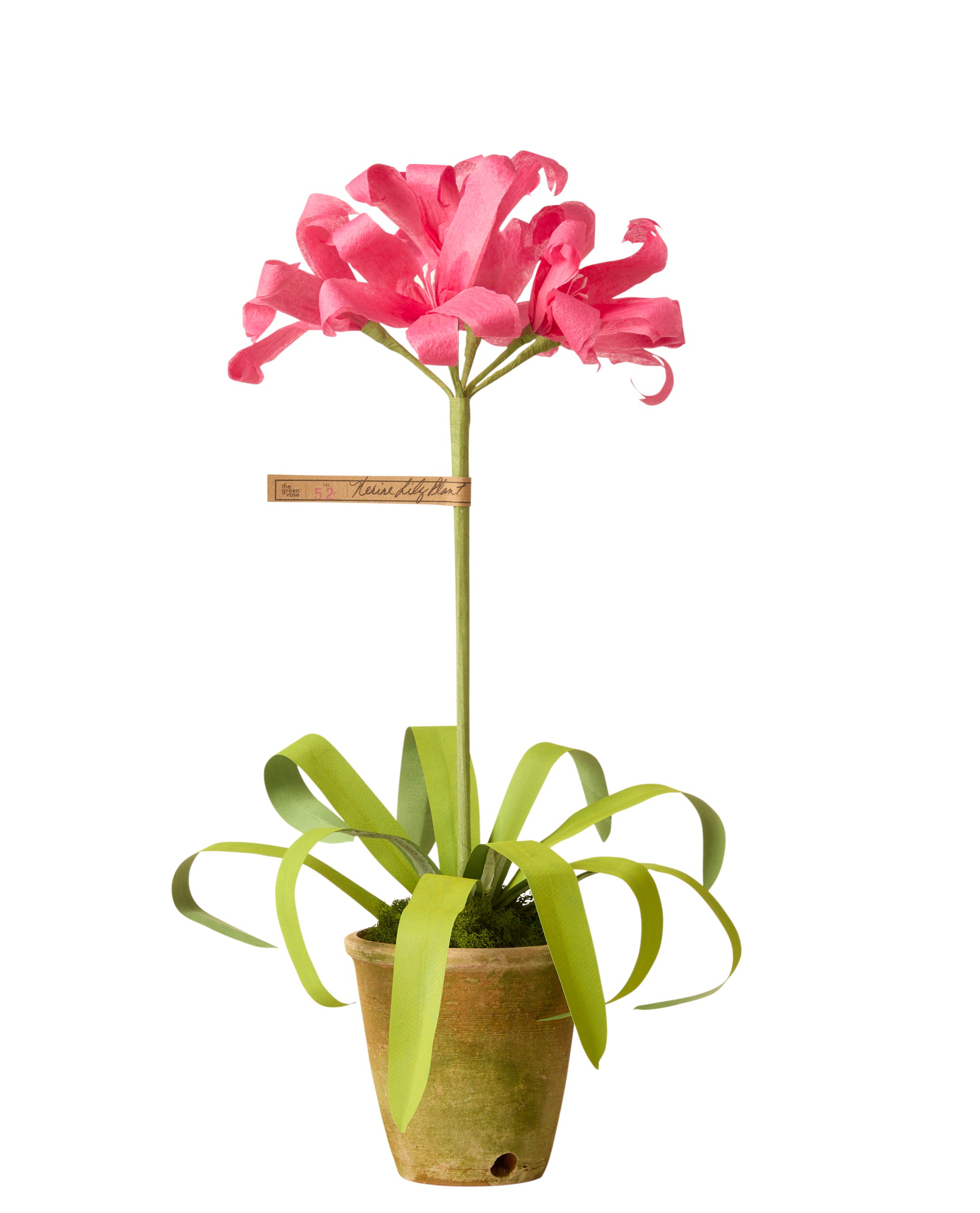 Nerine Lily Plant