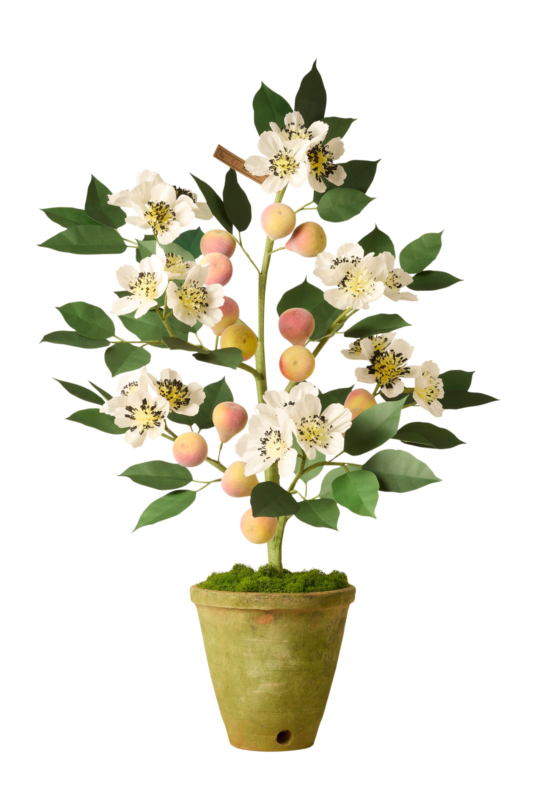 Pear Tree