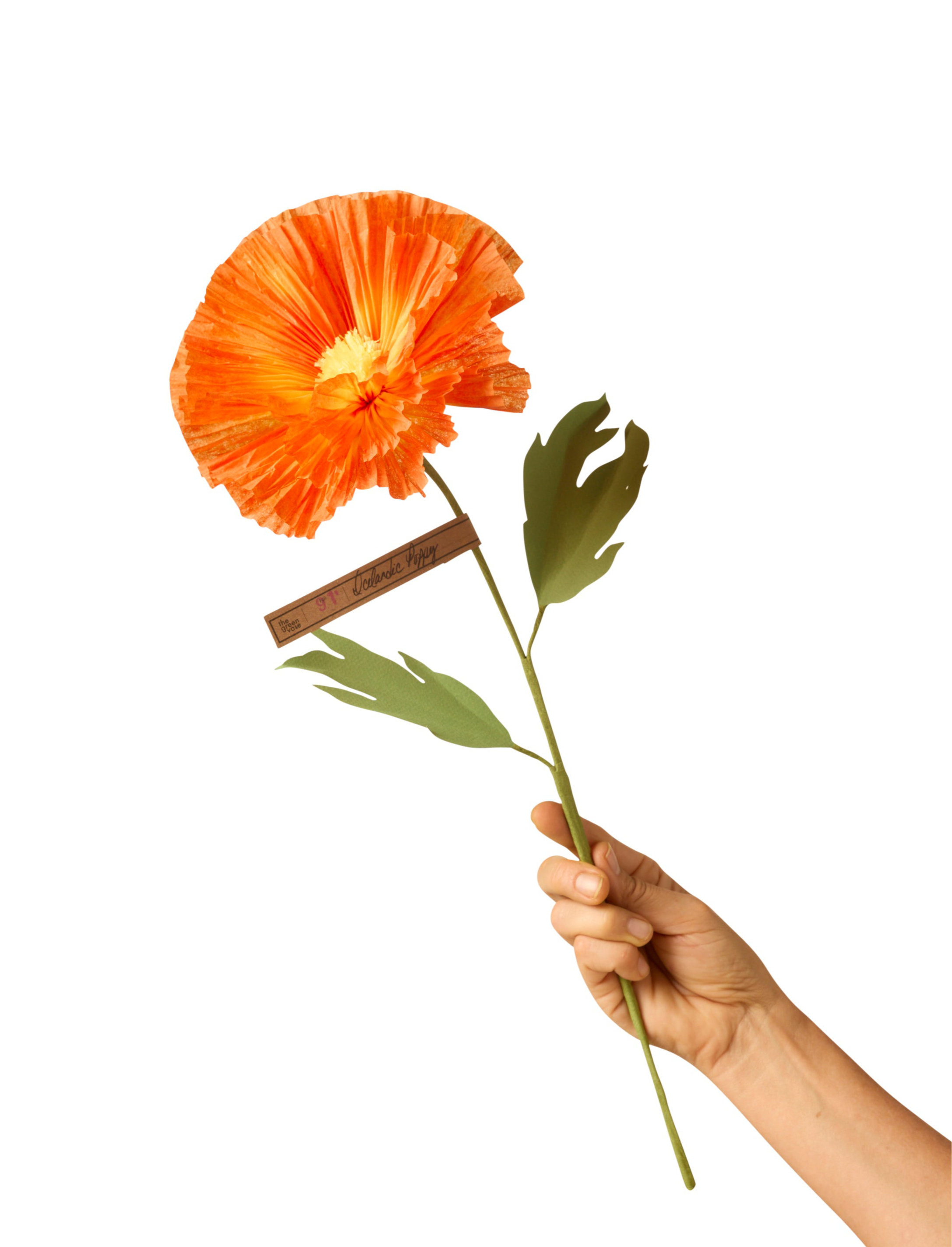 Icelandic Poppy Stem