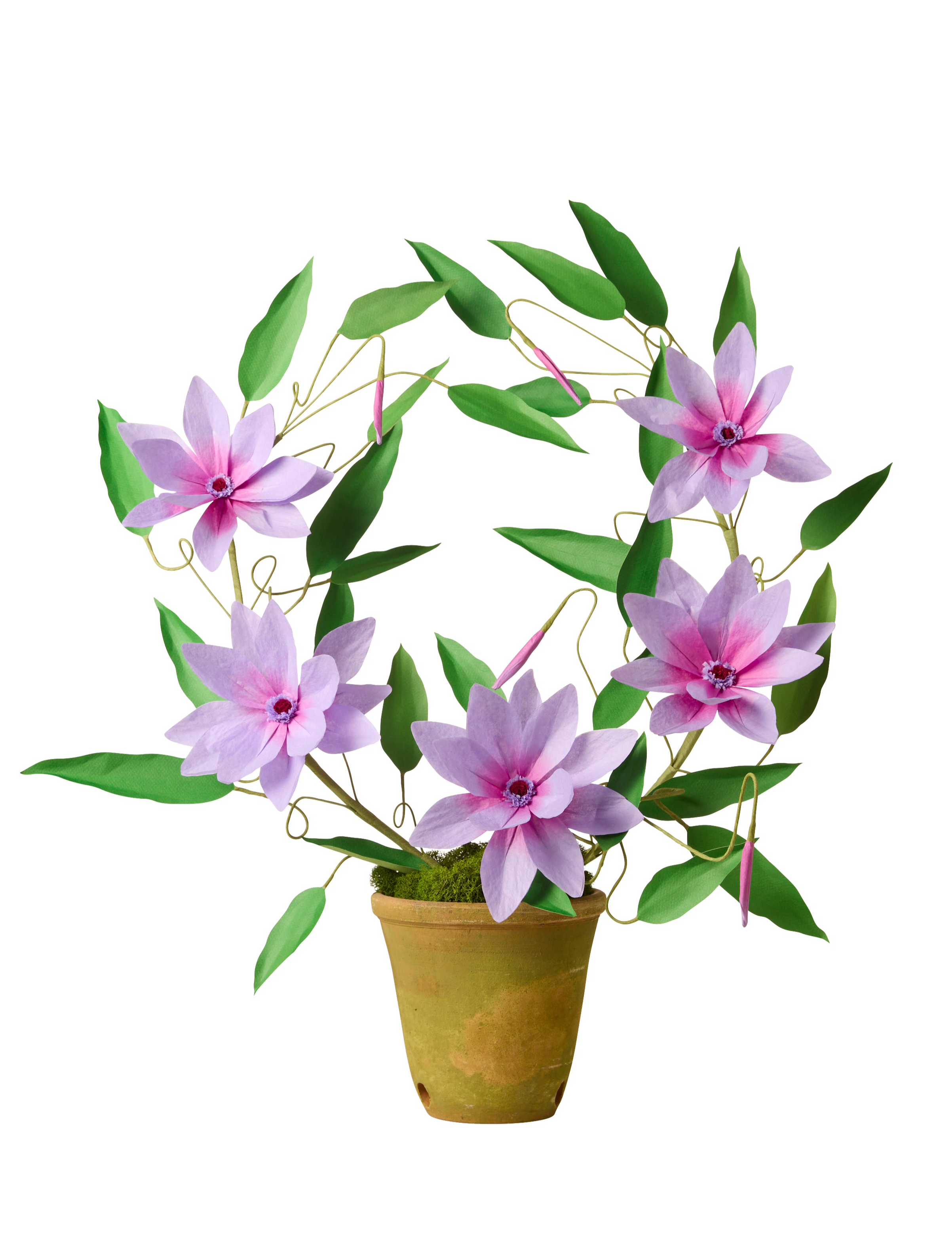 Clematis Plant