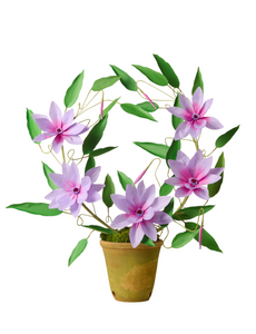 Clematis Plant