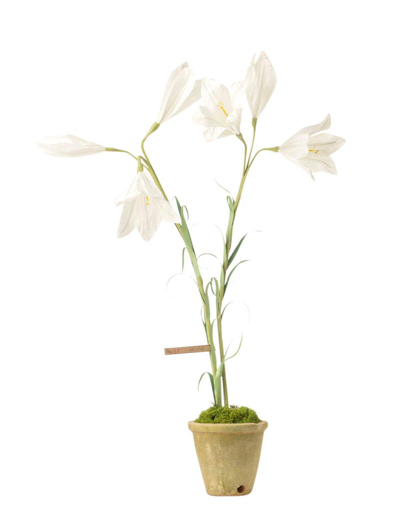 easter potted plants Easter Lily Plant – The Green Vase