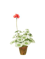 Load image into Gallery viewer, Mini Geranium Plant - Ready to Ship
