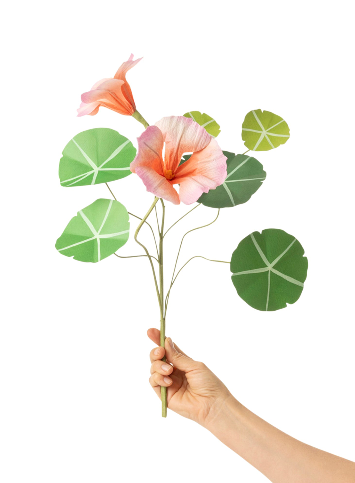 Nasturtium Stem