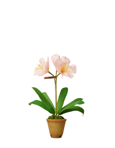 Amaryllis Plant