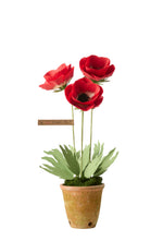Load image into Gallery viewer, Anemone Plant
