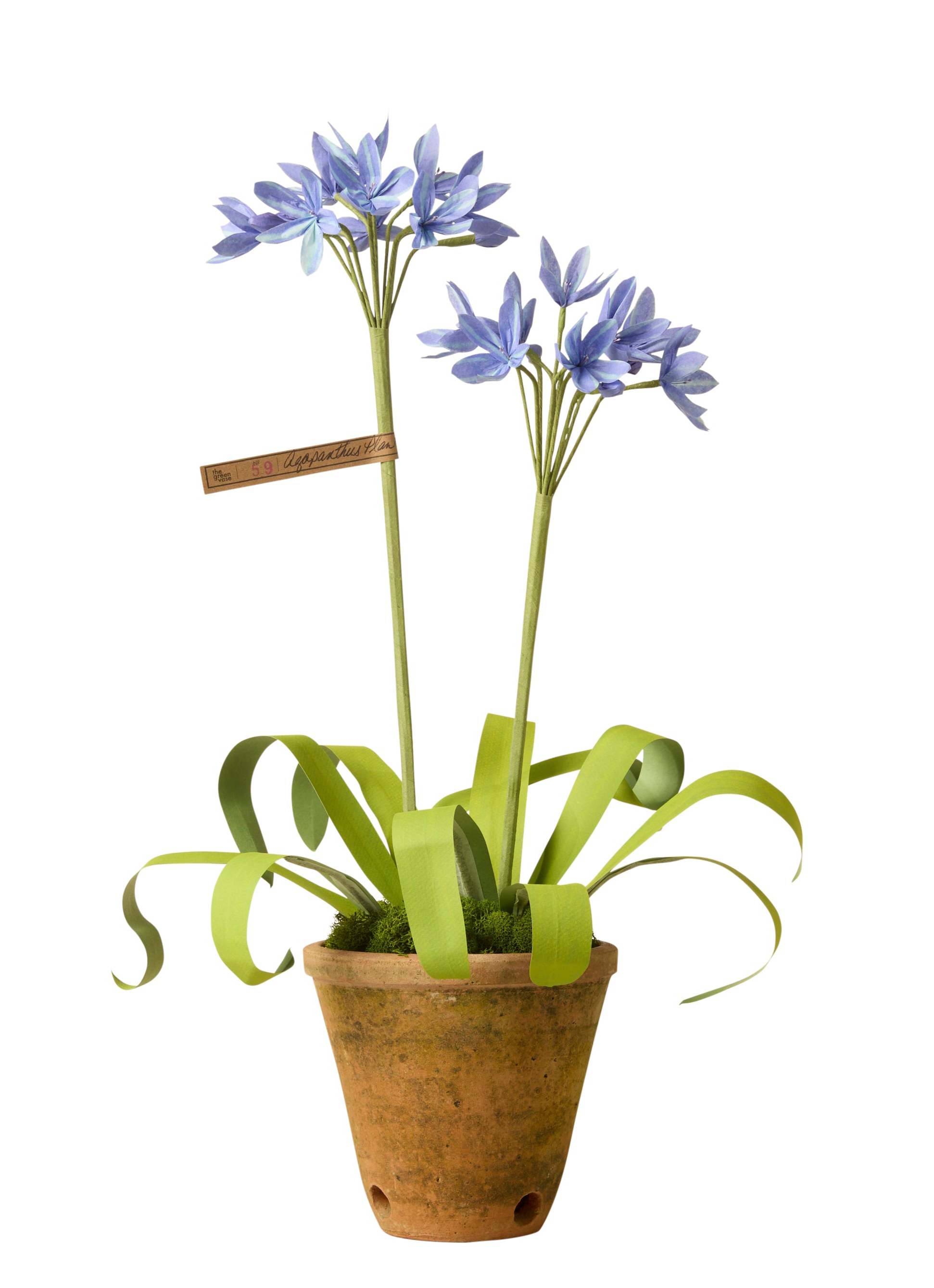 Agapanthus Plant