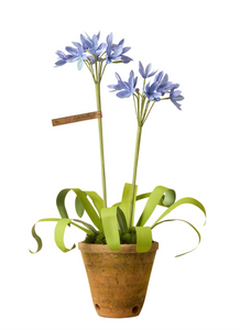 Agapanthus Plant