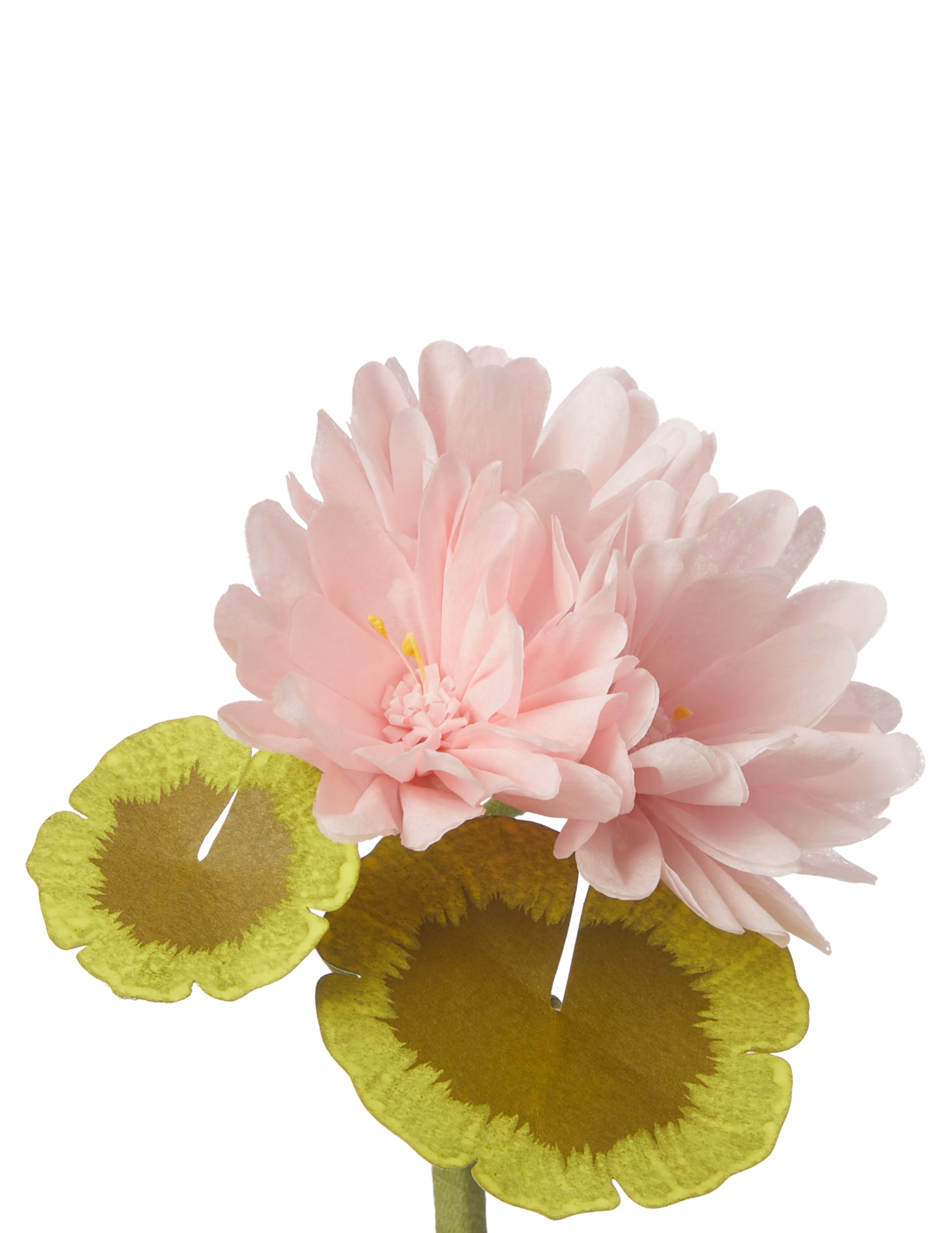 Mini Bloom Geraniums Mini Two-Tone Geranium Plant – The Green Vase