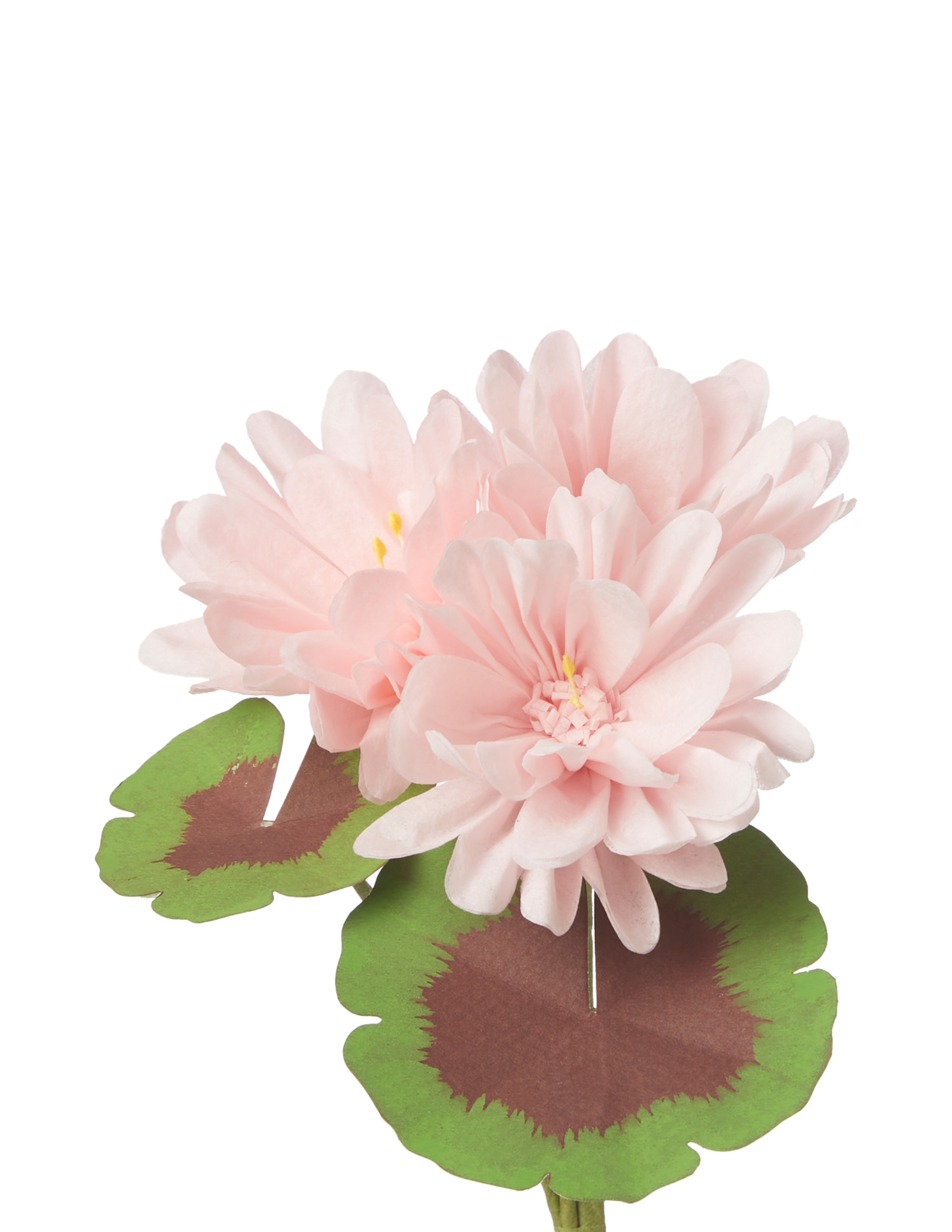 Mini Bloom Geraniums Mini Two-Tone Geranium Plant – The Green Vase