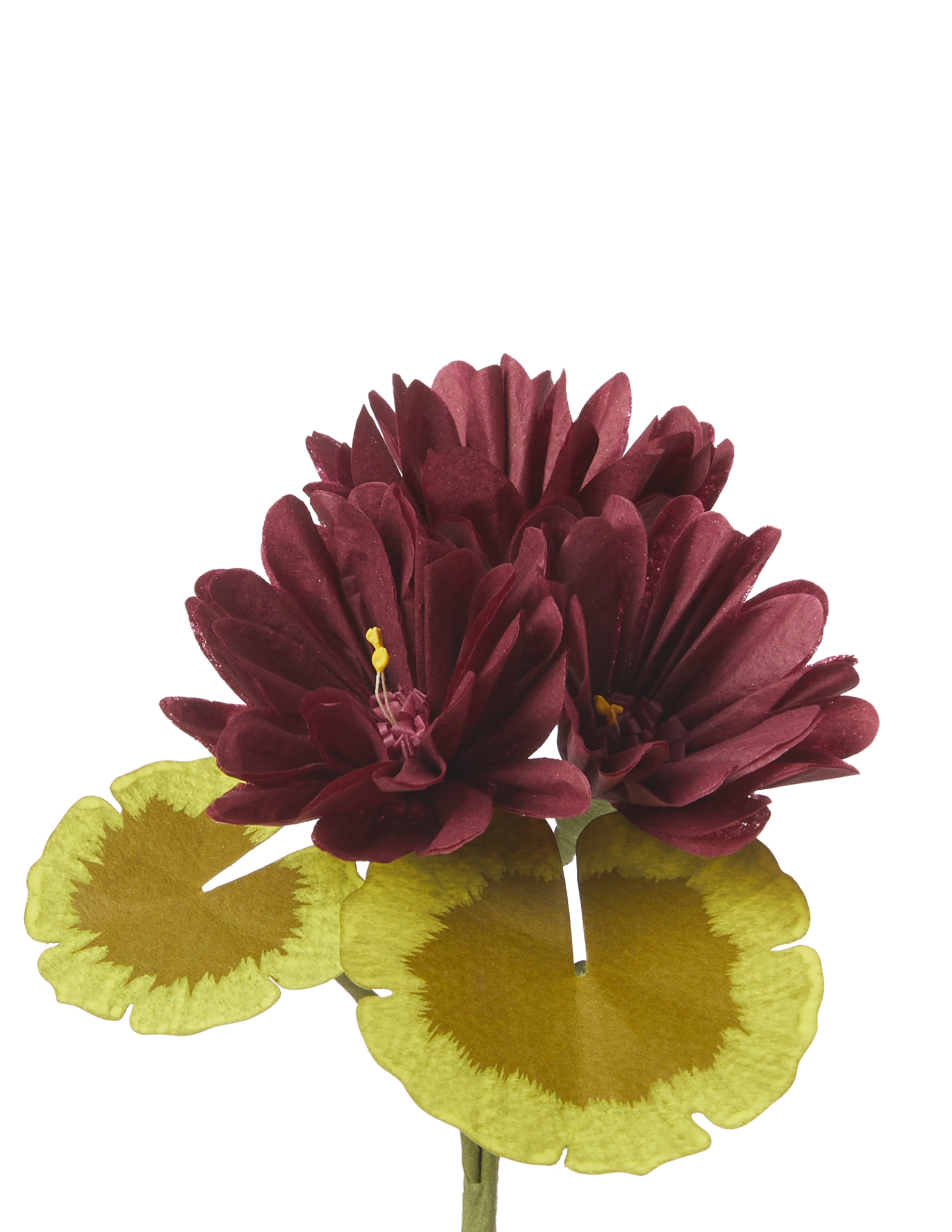 Mini Bloom Geraniums Mini Two-Tone Geranium Plant – The Green Vase