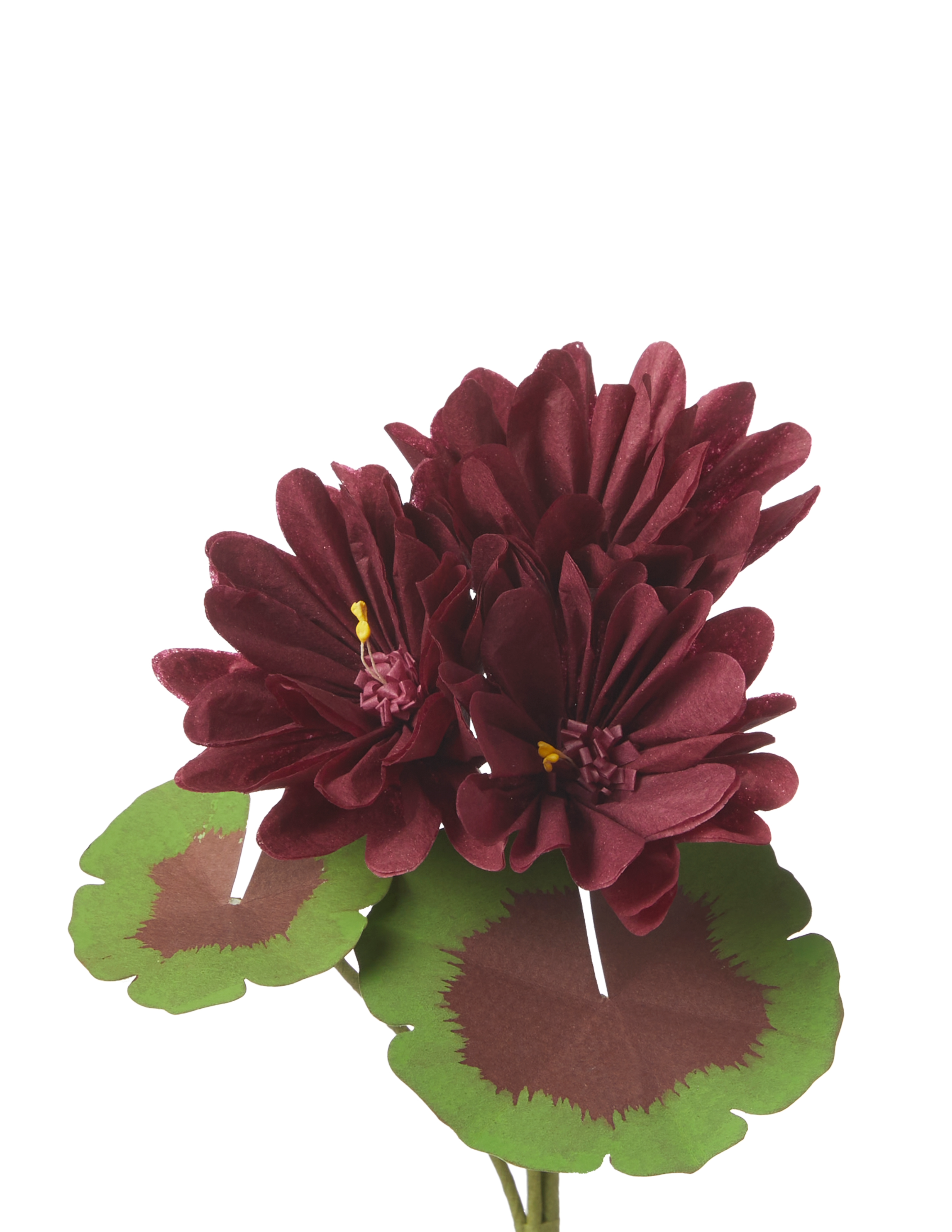 Mini Bloom Geraniums Mini Two-Tone Geranium Plant – The Green Vase
