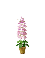 Load image into Gallery viewer, Campanula Plant
