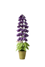 Load image into Gallery viewer, Campanula Plant
