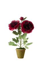 Load image into Gallery viewer, Charm Peony Plant
