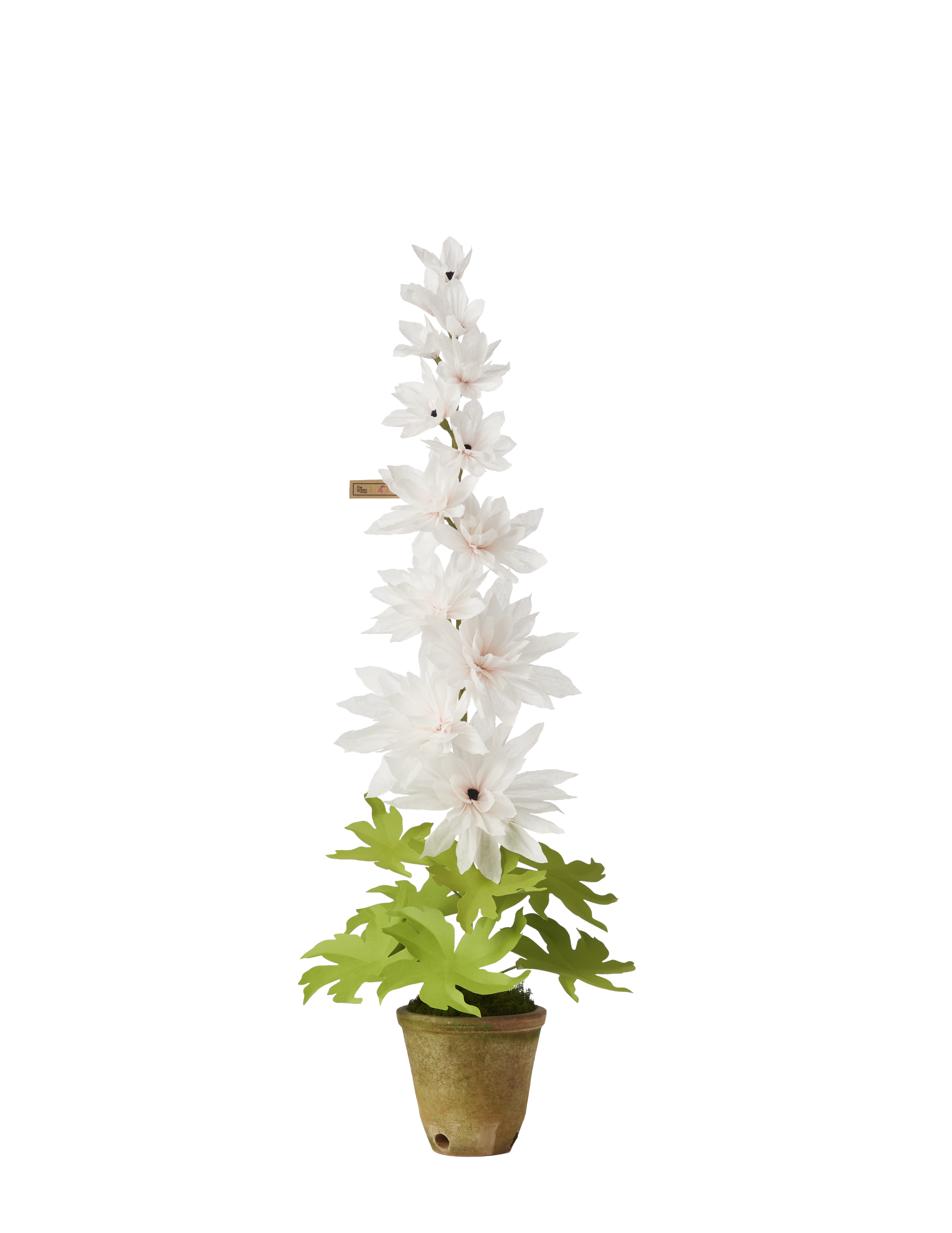 potted delphinium plants for sale Delphinium Plant – The Green Vase