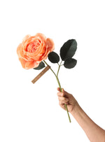Load image into Gallery viewer, Rose Eden Stem
