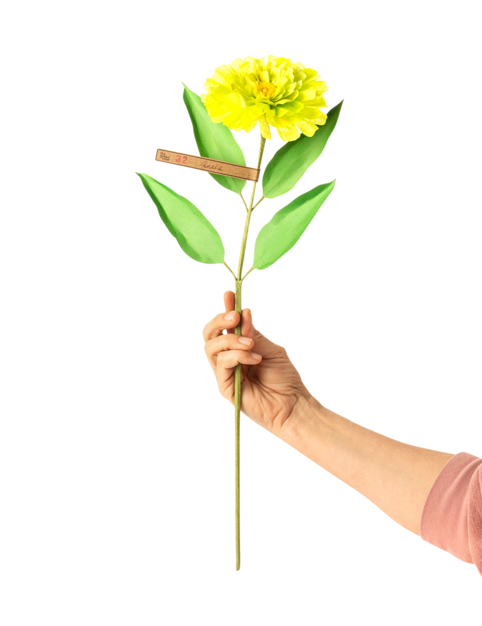 Zinnia Stem
