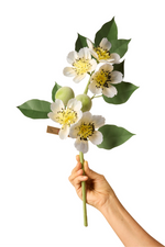 Load image into Gallery viewer, Pear Branch
