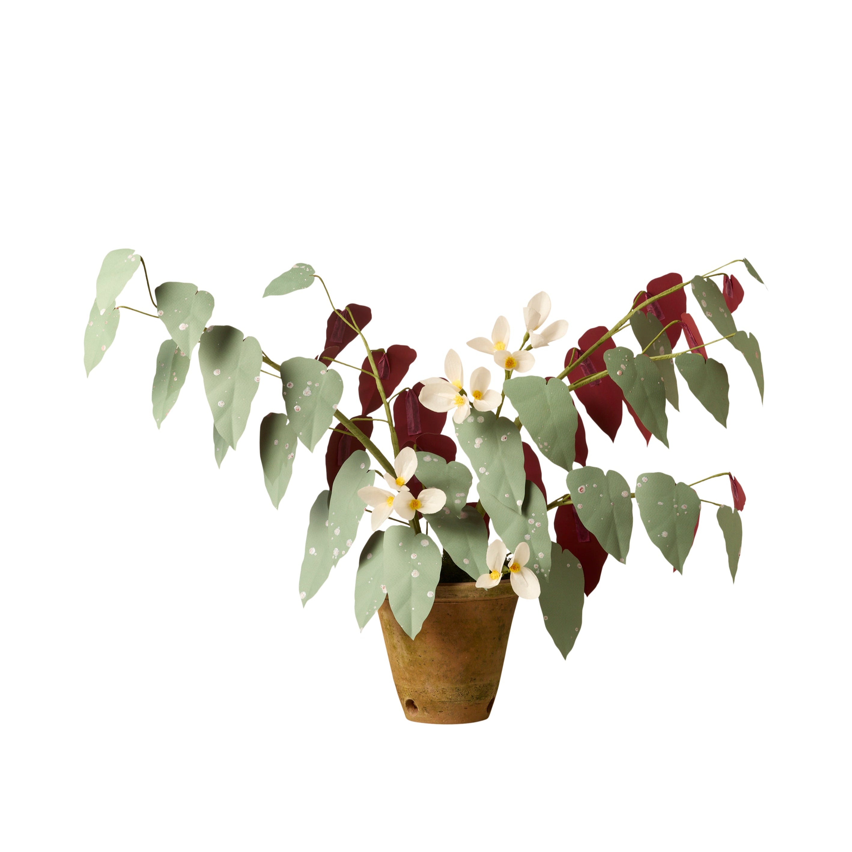 Rex Begonia