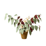 Load image into Gallery viewer, Rex Begonia
