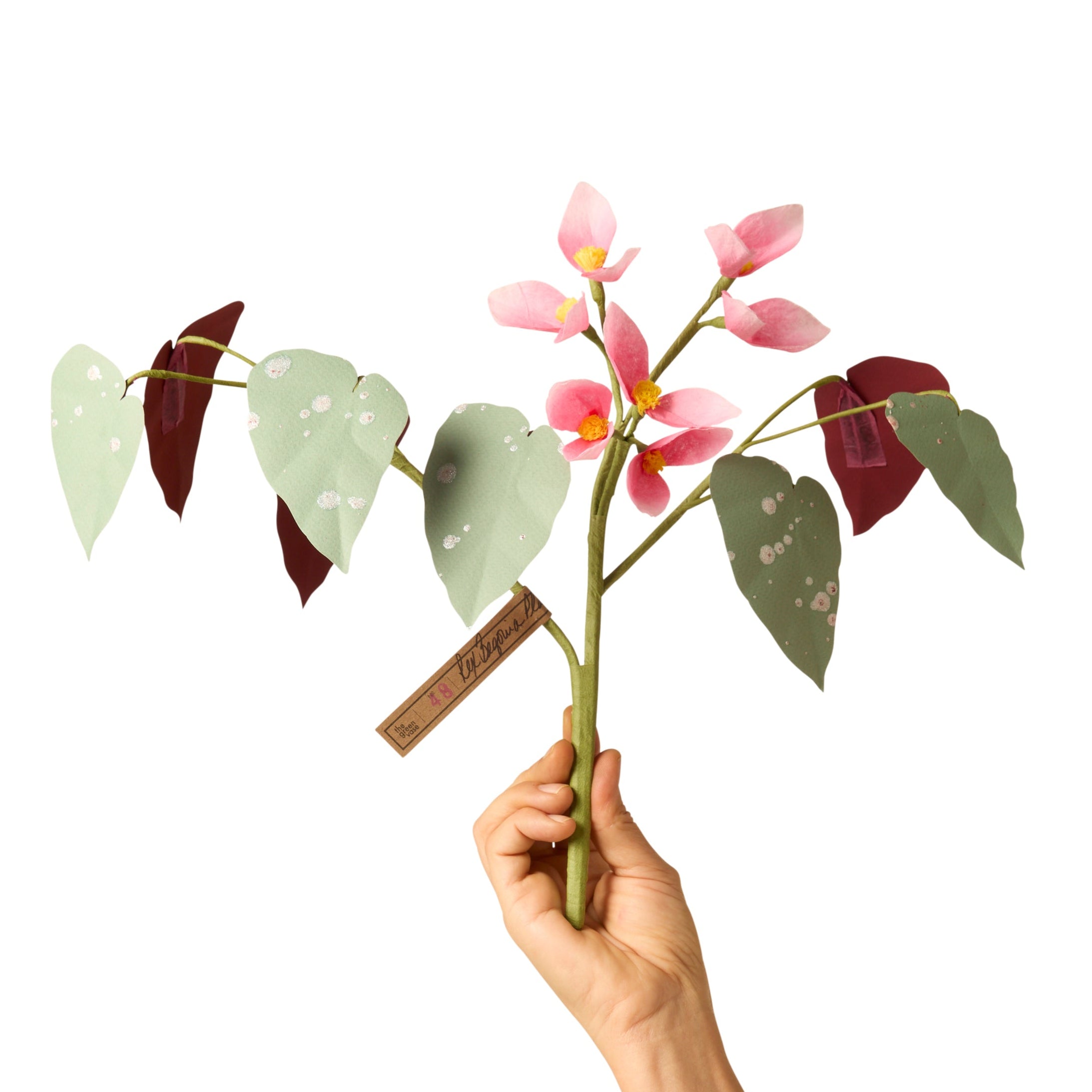 Rex Begonia